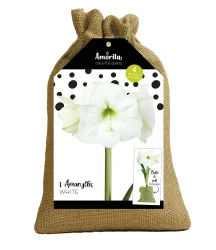 Weiße Amaryllis 'Amorita®' im Jute-Säckchen