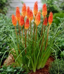 Kniphofia 'Alcazar'
