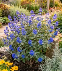 Bartblume 'Blauer Spatz®'