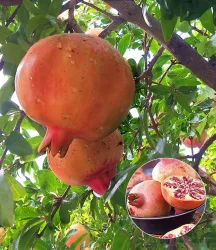 Granatapfel