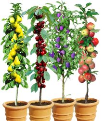 Säulen-Obst-Kollektion (4 Pflanzen)