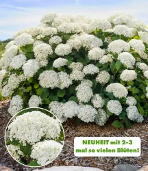 Freiland-Hortensie 'FlowerWOW®'