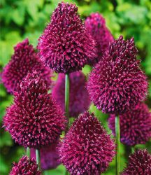 Allium ´Roter Zuckerhut´ (25 Zwiebeln)