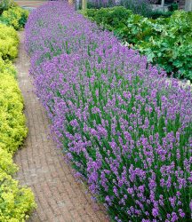 Blauer Duft-Lavendel