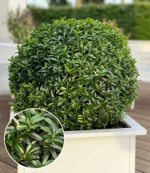 Euonymus 'Green Empire®'