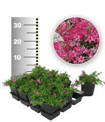 Roter Teppich-Phlox 25 Stk.