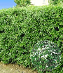 Winterharte Bambus-Hecke (10 Pflanzen)