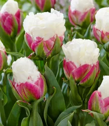 Tulpe 'Ice Cream®'