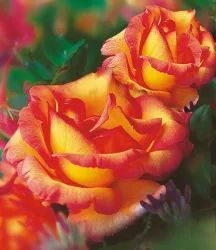 Kletter-Rose 'Parure d'or®'