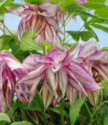 Clematis 'Pink Surprise®'