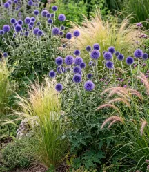 Echinops