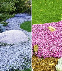 Bodendecker-Kollektion pink und blau (6 Pflanzen)
