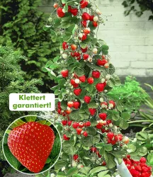 Kletter-Erdbeere 'Hummi®'