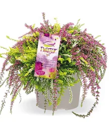 Calluna Knospenheide 'Rasta Twister®', 13 cm-Topf