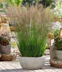 Blaues Pfeifengras 'Banshee®'