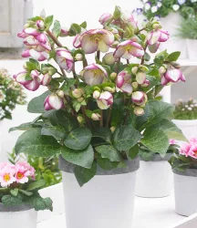 Helleborus Frostkiss® 'Glenda's Gloss'
