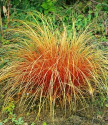 Carex ´Bronze Reflection´ (3 Pflanzen)