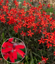 Silene 'Burning Hearts'