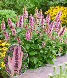 Agastache 'Beelicious® Pink'