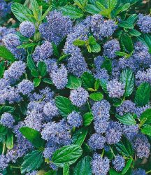 Blauer Ceanothus ´Blue Mound´ (1 Pflanze)