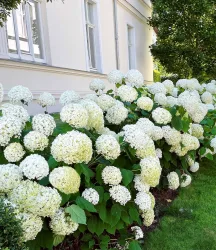 Schneeball-Hortensie 'Annabelle' im 2-Liter Containertopf