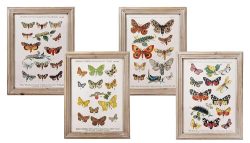 Wandbild Set Schmetterlinge Biologie Vintage-Stil Holzrahmen 4 Stück 40x30cm