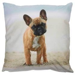 Outdoor Kissen Hundemotiv Dogge Gartenkissen Hund Wasserabweisend 50 x 50 cm