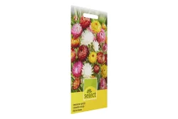 Select Strohblumen gefüllt