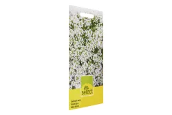 Select Lobularia Weisses Steinkraut