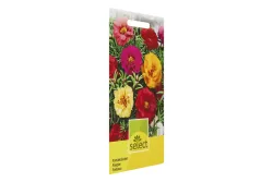 Select Portulakröschen Gefüllt Gemischt