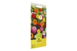 Select Zinnia Liliput gemischt