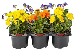 Hornveilchen Viola | Ø 9 cm | 6 Stück