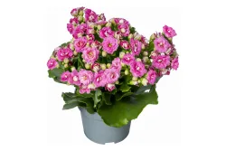 Qualité & Prix Gefüllte Kalanchoe | ⌀ 10.5 cm