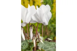 Qualité & Prix Zimmer-Alpenveilchen Cyclamen Persicum | ⌀ 13 cm