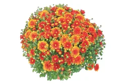 Chrysanthemen multiflora Mix Ø19cm