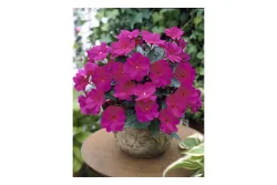 Impatiens Neu Guinea mix Ø12cm