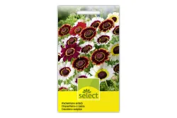 Select Wucherblume Mischung