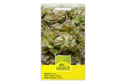 Select Kopfsalat Rotkopf