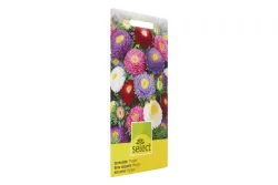 Select Sommeraster Pompon Mischung