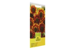 Select Sonnenblume Abendsonne
