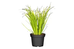 Zwergkalmus Acorus gramineus Ø12cm