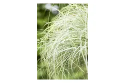 Oecoplan Garten-Segge Carex comans 'Mint Curls'