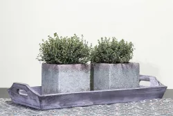 Kugelthymian 'Fredo' | ⌀ 13 cm