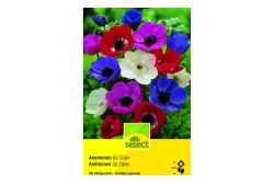 select Blumenzwiebel Kronenanemone 'de Caen'