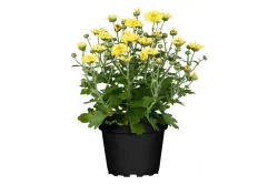 Multiflora-Chrysantheme (Chrysanthemum multiflora, gelb), Topfgrösse Ø19cm