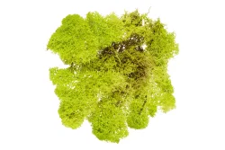 Glorex Islandmoos Hellgrün | 50 g