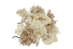 Glorex Islandmoos Natur | 50 g