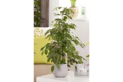 Qualité & Prix Birkenfeige (Ficus benjamina) | ⌀ 27 cm