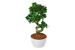Home and More Chinesische Feige 'Ginseng' | ⌀ 30 cm