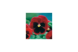 Garten-Stiefmütterchen, rot (Viola x wittrockiana, rot), Topfgrösse Ø9cm